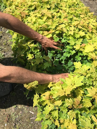 Afforestation_2, Small