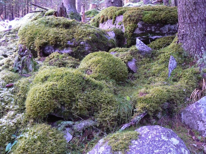 Biodiversity_1, Small