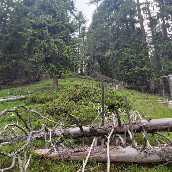 Deadwood_2, Small