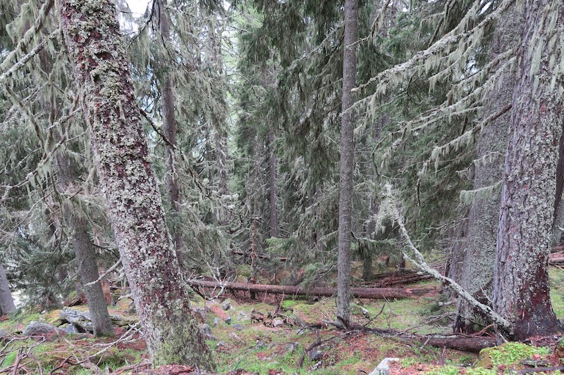 Old Forests_2, Small