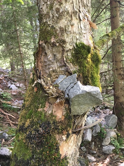 Old Forests_3, Small